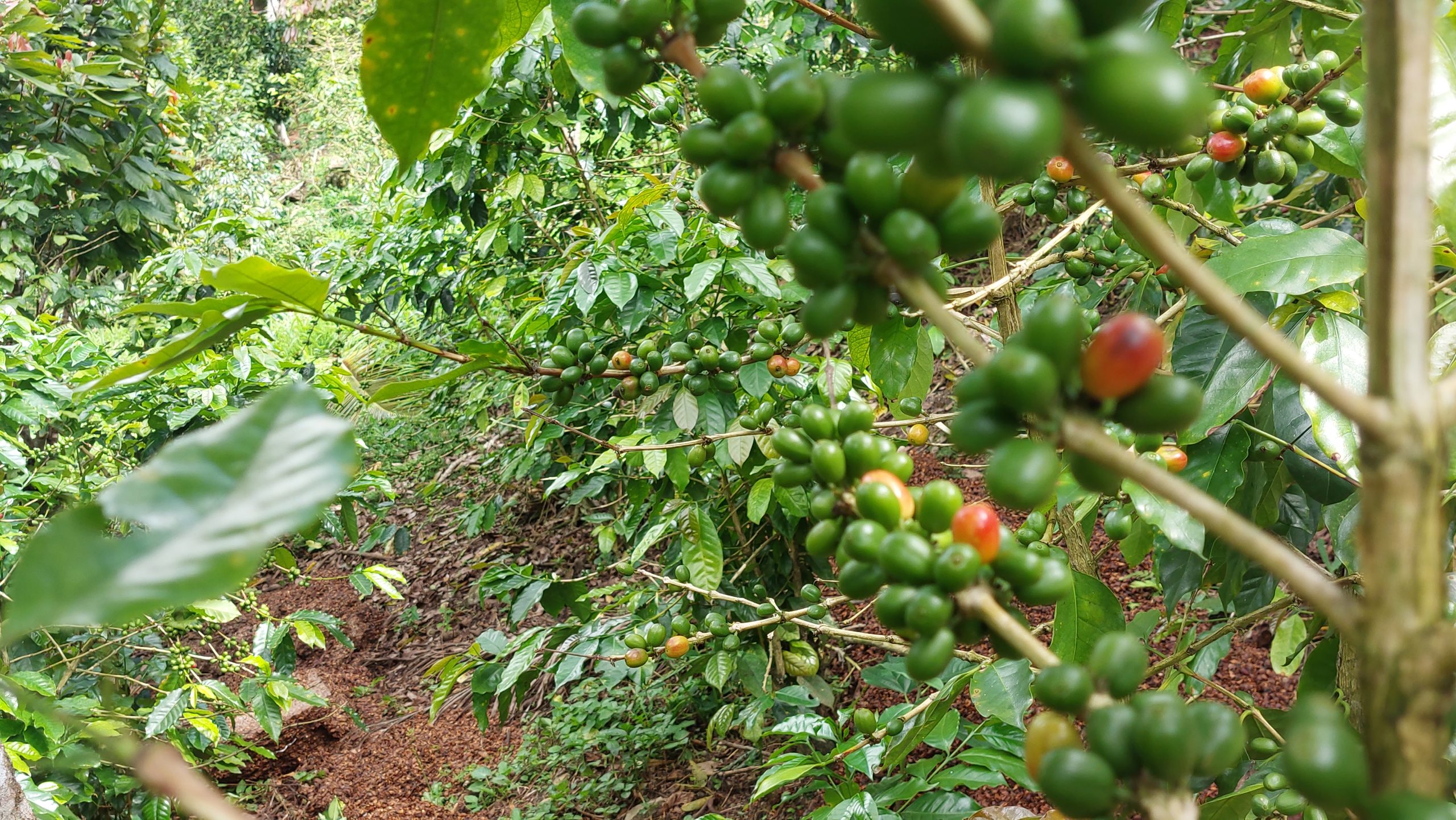 Mincetur y Midagri trabajan en la implementación del Reglamento Europeo sobre Productos Libres de Deforestación (EUDR)