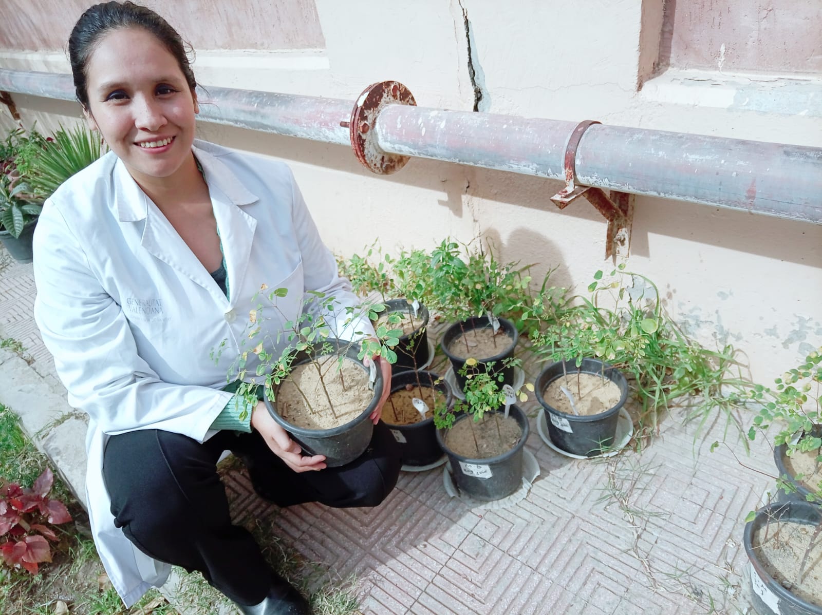 Investigación de la UNALM busca elaborar abono orgánico a partir de residuos de semillas de moringa