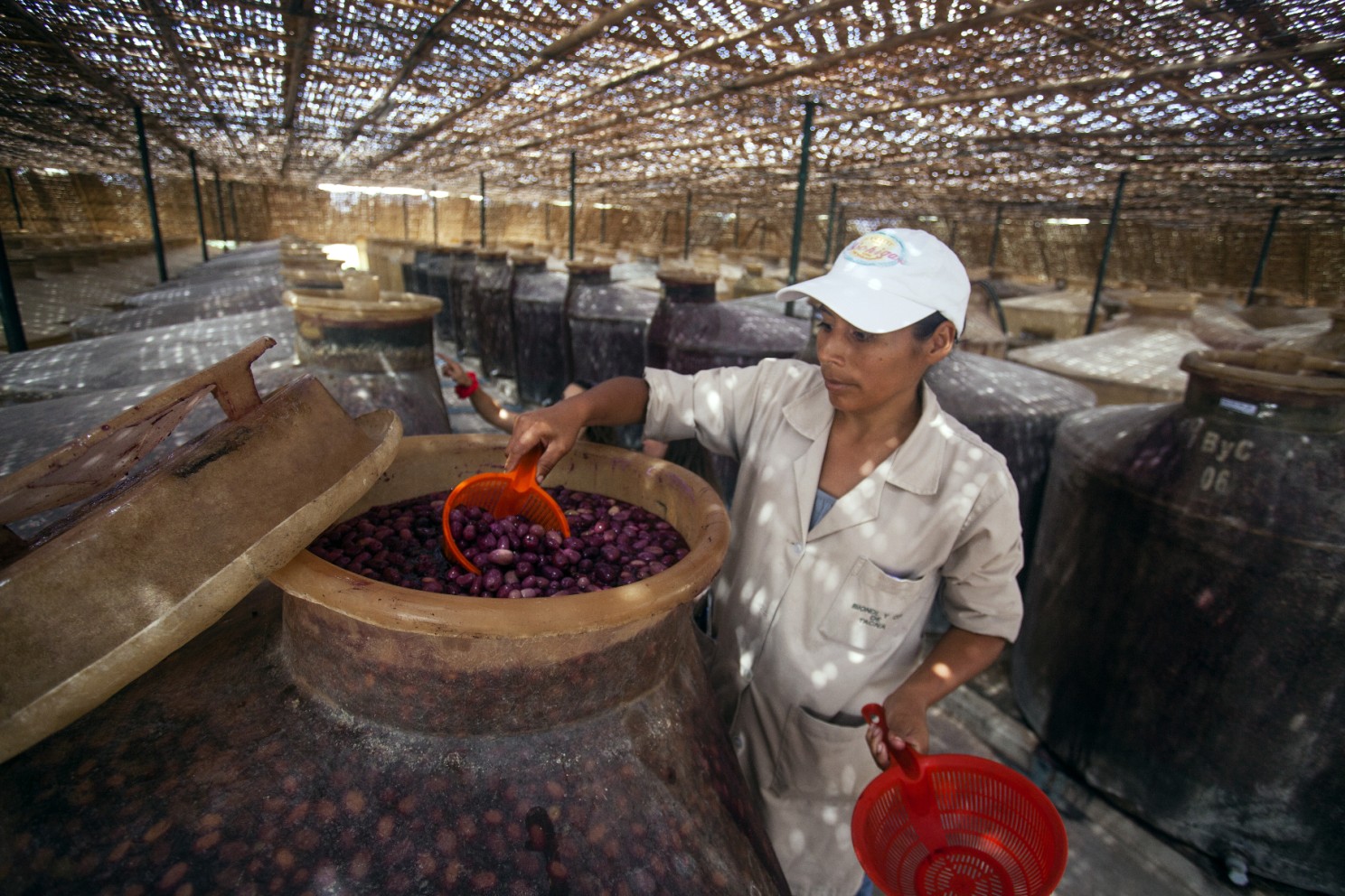 El olivo peruano gana valor: aceitunas, conservas y nuevos mercados para una industria en expansión