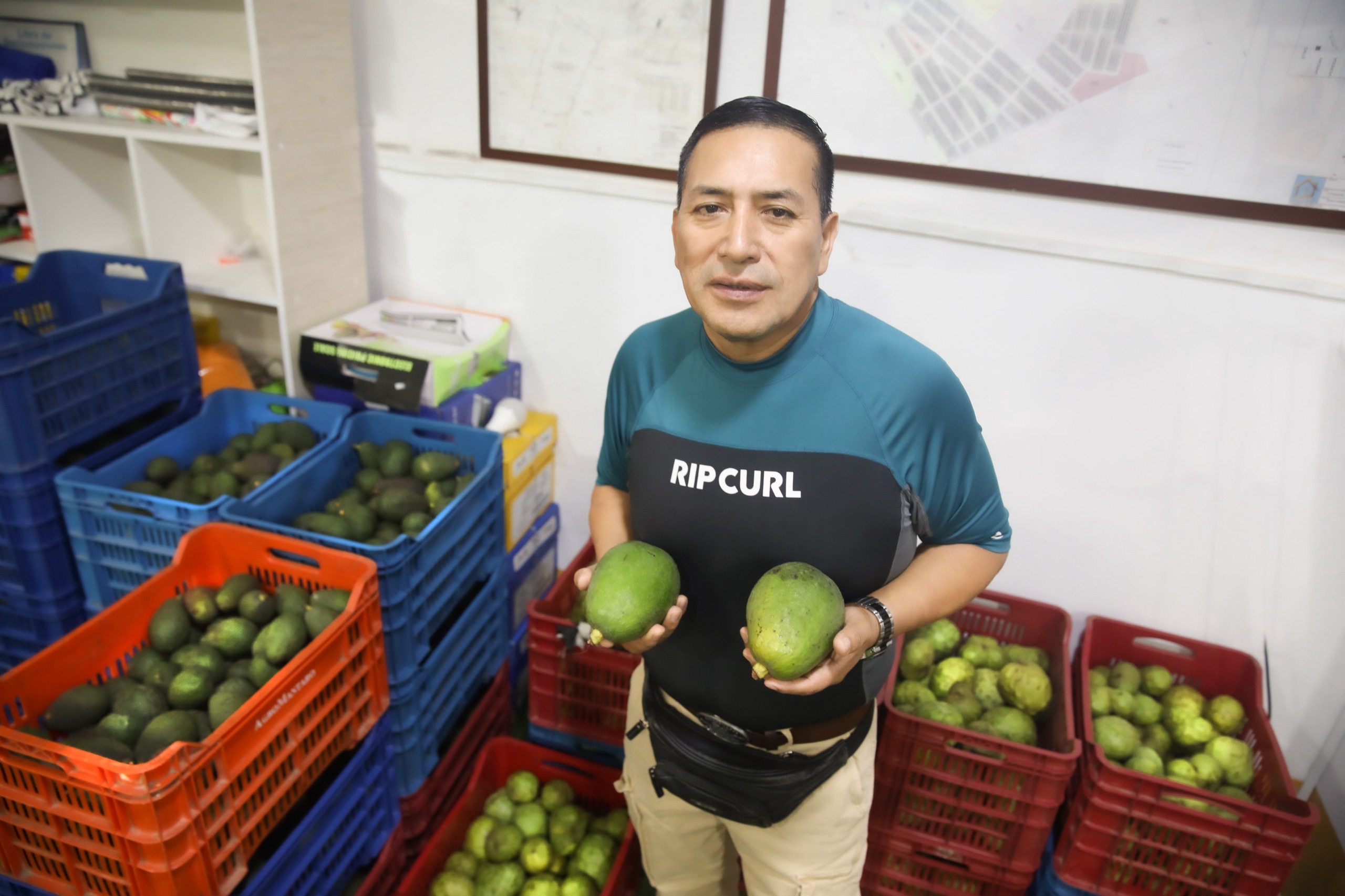 Las paltas peruanas consolidan su prestigio internacional y se proyectan como motor del desarrollo económico