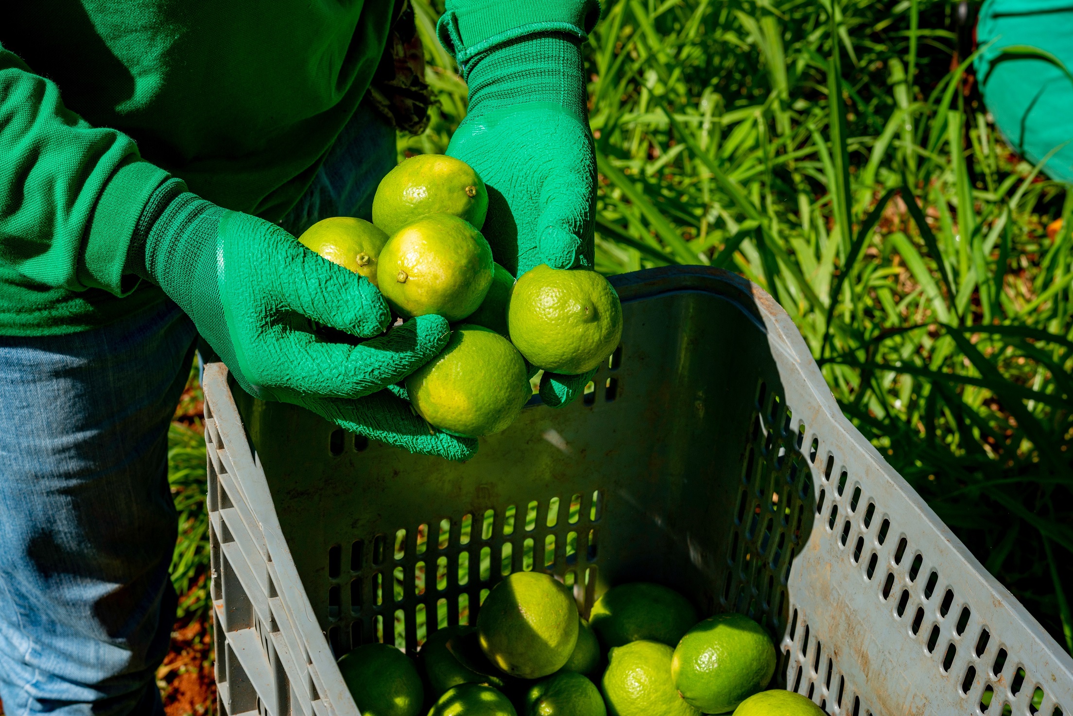 Segrafruit duplicará sus ventas en el 2026