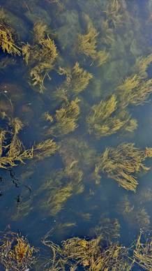 Las algas marinas impulsan el mercado de bioestimulantes en la agricultura