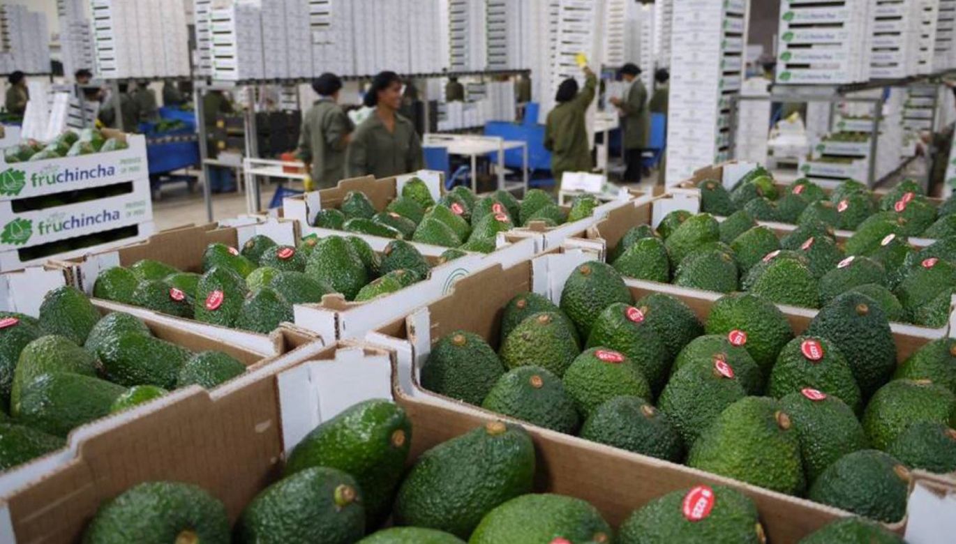 Agroexportaciones peruanas superan los US$ 3,000 millones en el primer trimestre y consolidan su crecimiento