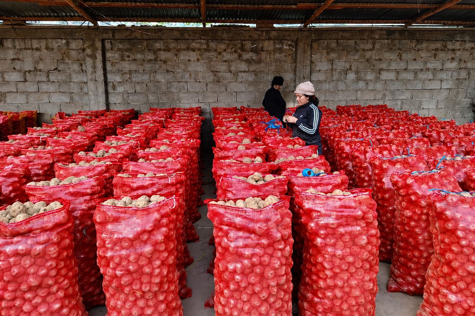 Productores de Huánuco concretan primera venta directa de papa amarilla a la agroindustria