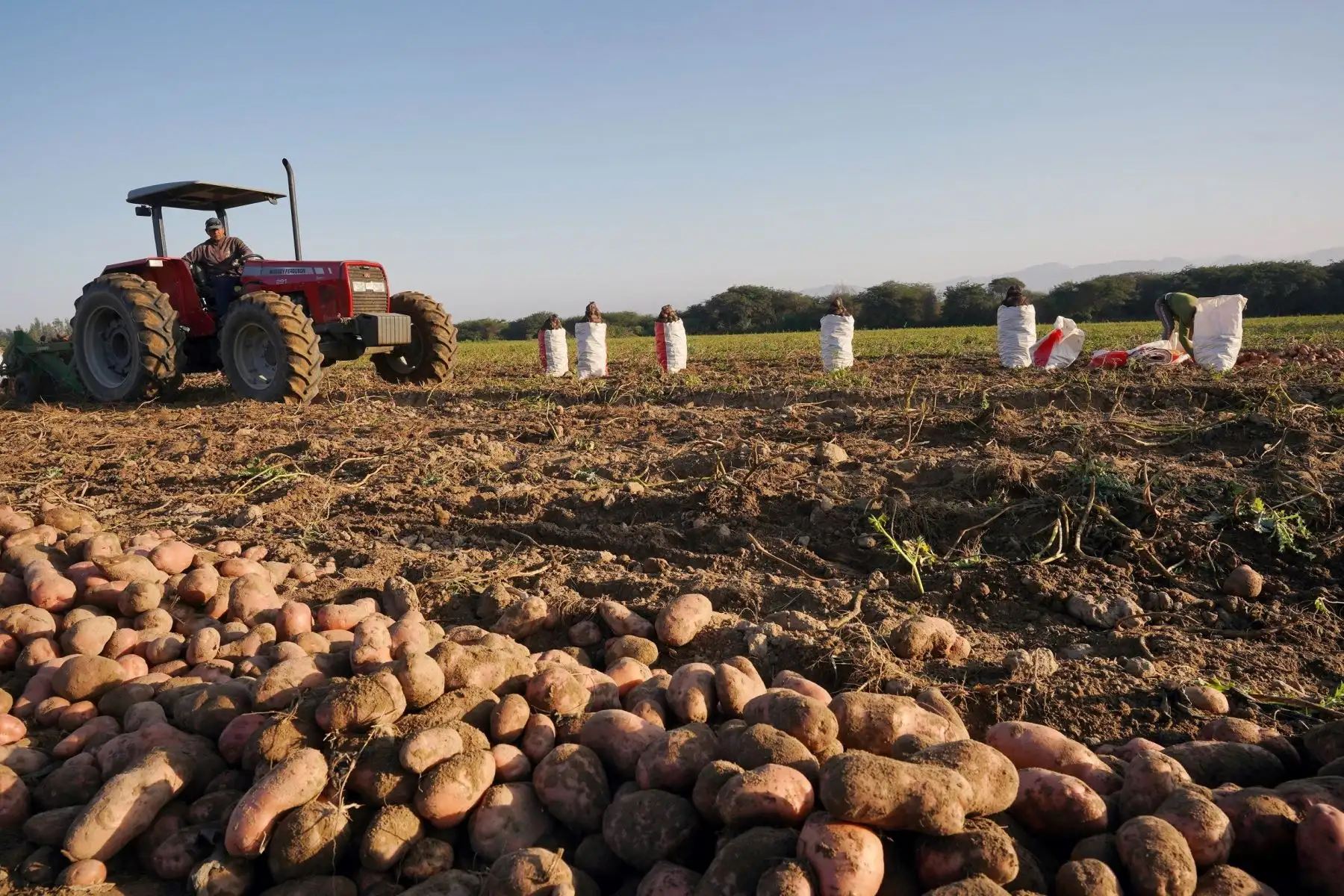 Impulsan  la productividad  agraria con créditos  de activo fijo  en la zona centro del país.