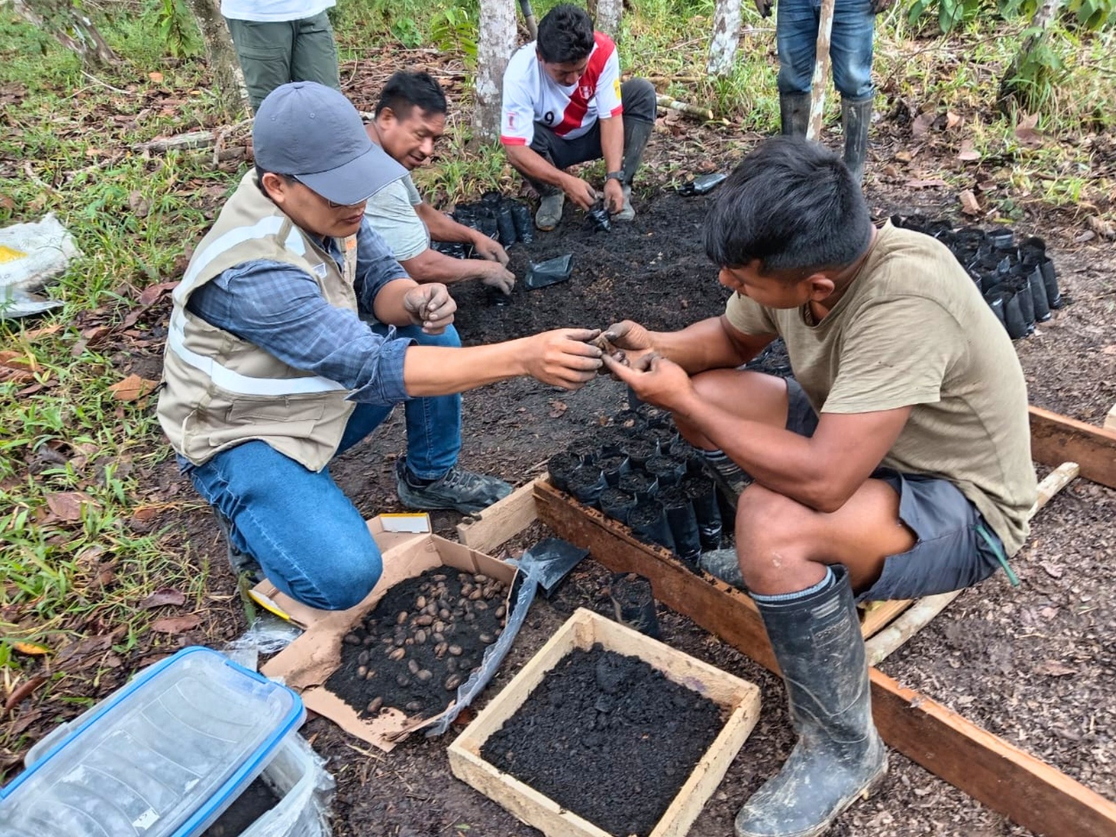 IIAP alberga principal banco vivo de palo de rosa en Perú y logra aprovechar la especie sin talarla