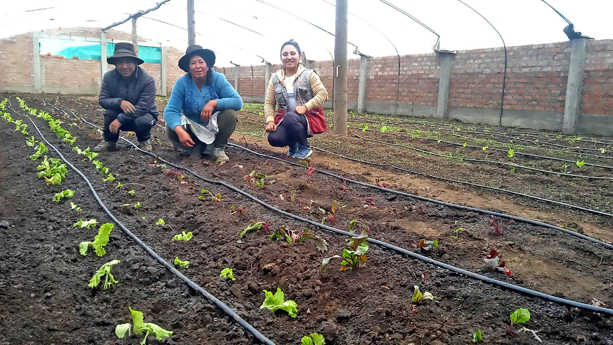 Ayacucho: Haku Wiñay transforma la agricultura familiar y abre nuevas oportunidades para más de 28 mil hogares rurales