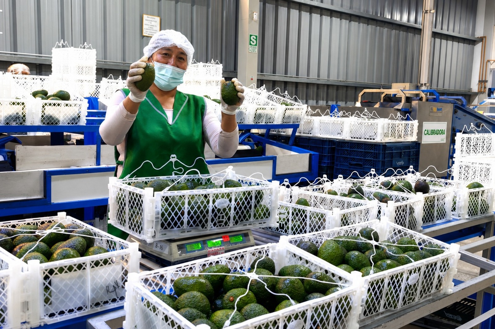 Tacna: Pequeños productores concretan primera exportación de 21.55 toneladas de palta Hass a Chile