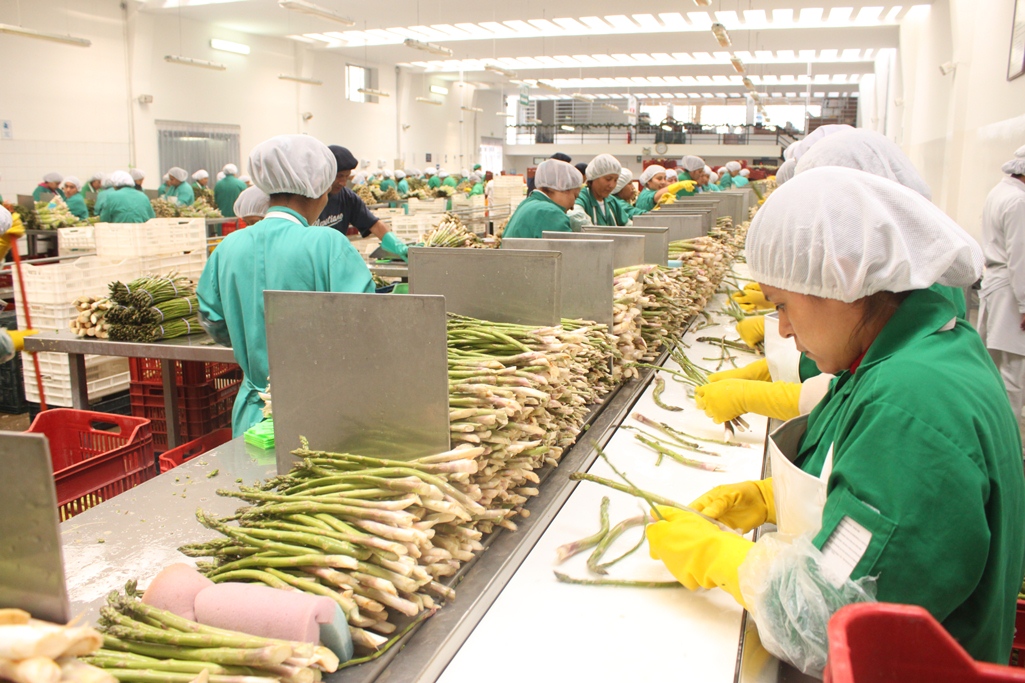 Empleos asociados a exportaciones se incrementaron en 8.9%