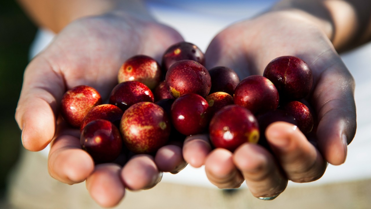 ESPECIALES/ Camu camu peruano: la oportunidad de liderar el biocomercio mundial de este producto