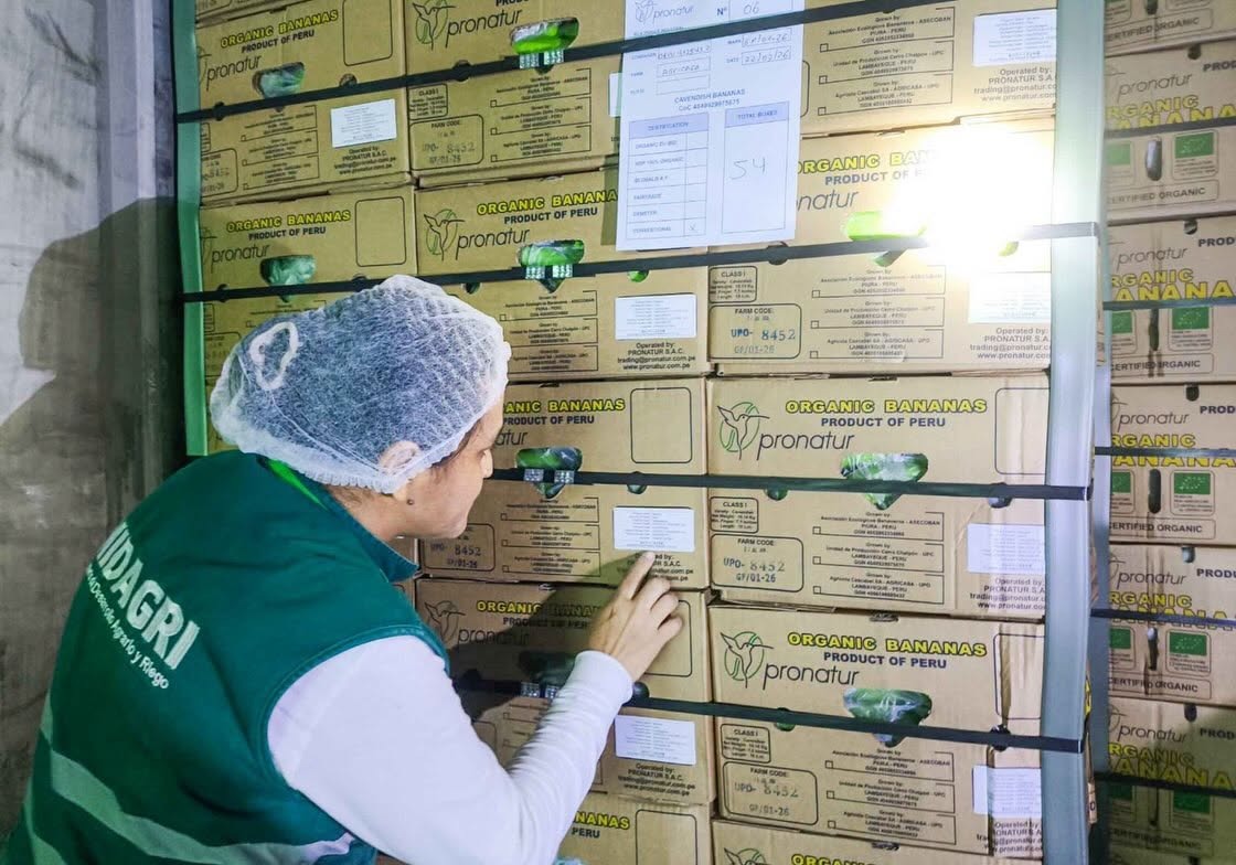 Lambayeque: Realizan histórico primer envío de 20 toneladas de banano a China