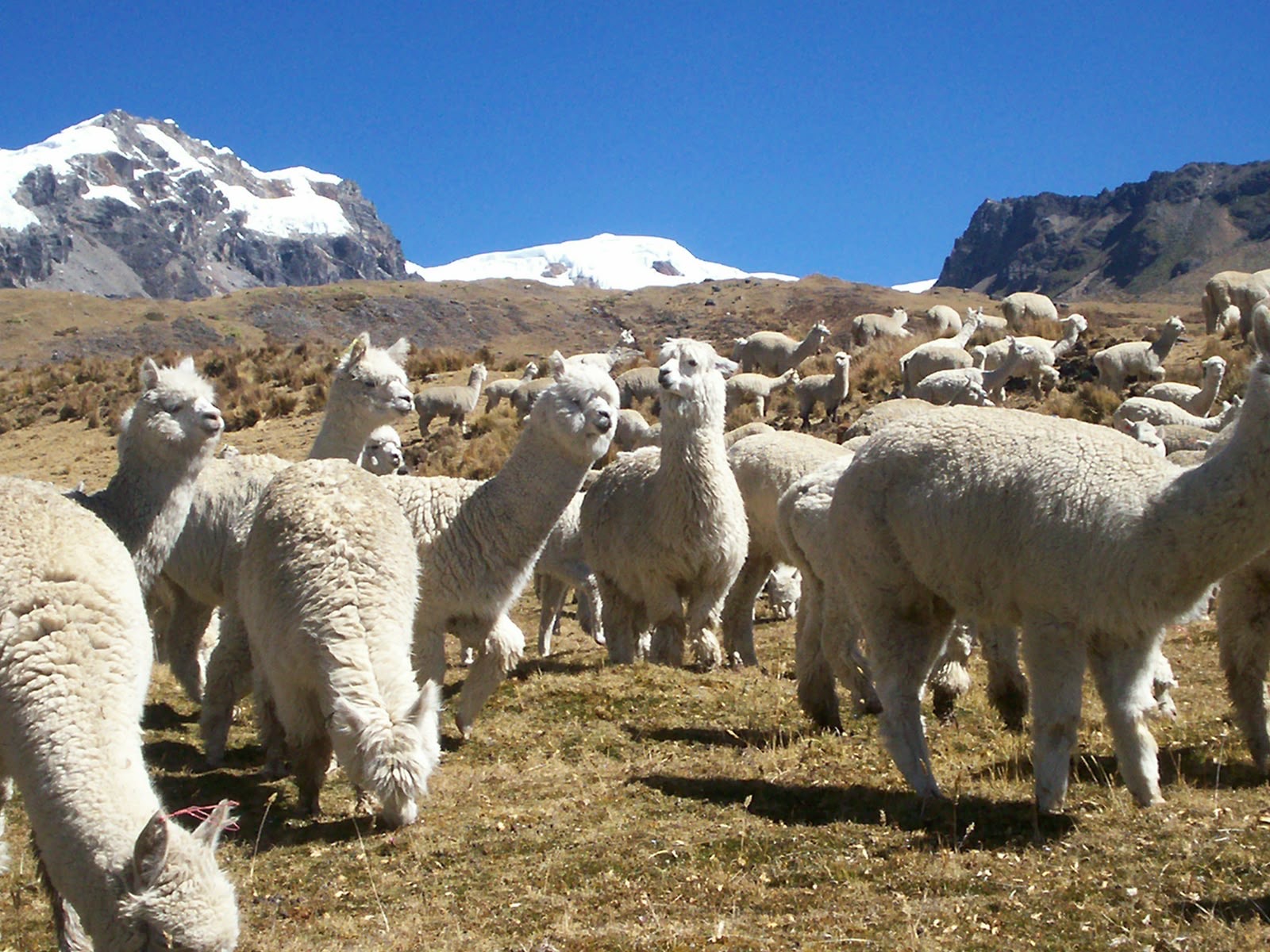 Perú lidera la producción mundial de fibra de alpaca con más de 4 700 toneladas al año