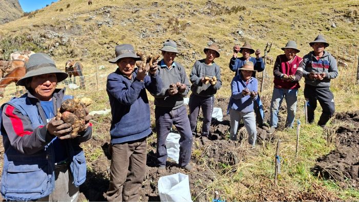 Apurímac: INIA cosecha más de 9 mil semillas de papa nativa de alto valor para mejorar calidad del tubérculo