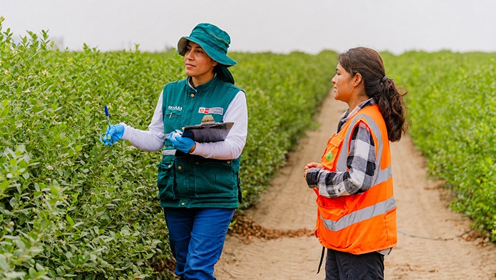 Abren mercado de Egipto para el arándano y fortalece la expansión de las agroexportaciones