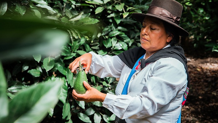 Agroexportaciones superaron los US$ 5,600 millones en primer semestre del año