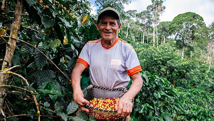 Perú alcanza récord de US$ 1 796 millones en exportaciones de café y beneficia a 223 mil familias productoras
