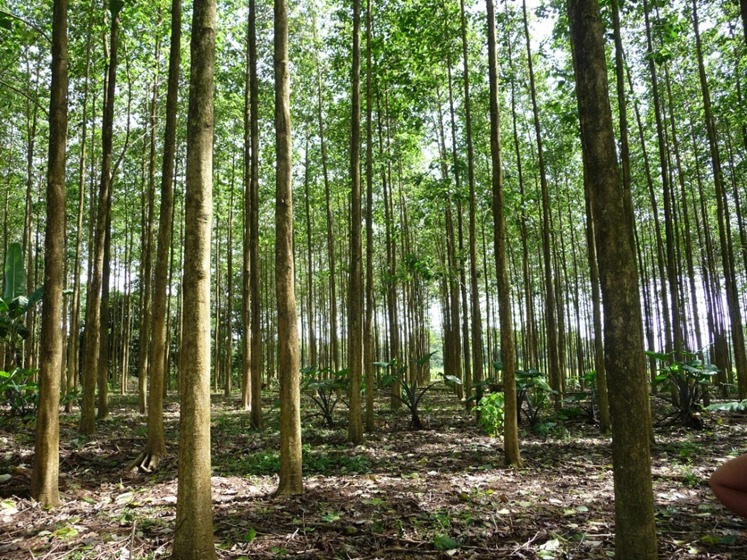 Perú fortalece su visión forestal con pasantía técnica a Costa Rica