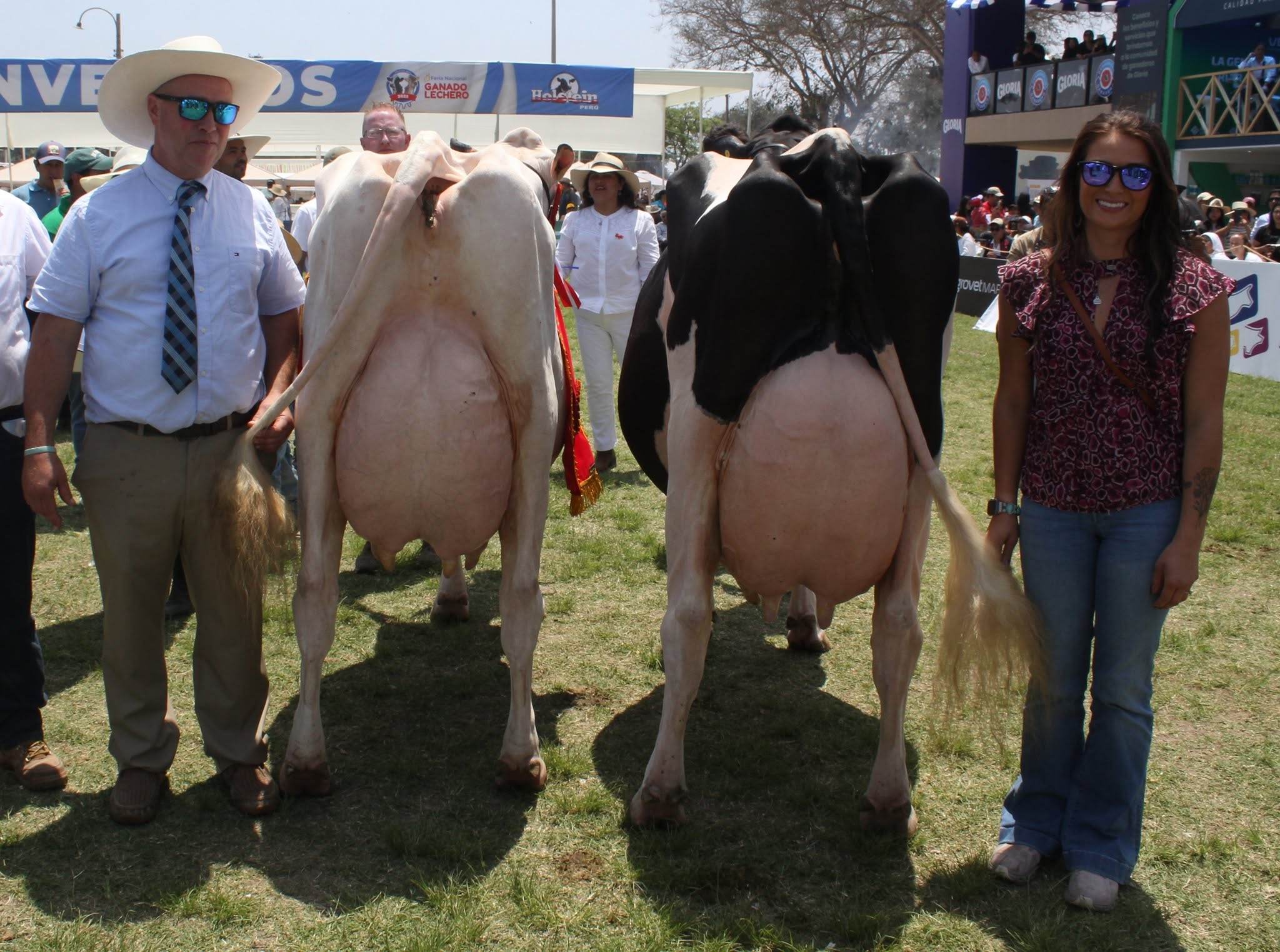 12.ª Feria Nacional de Ganado Lechero 2026: Mamacona se prepara para vivir la gran fiesta ganadera