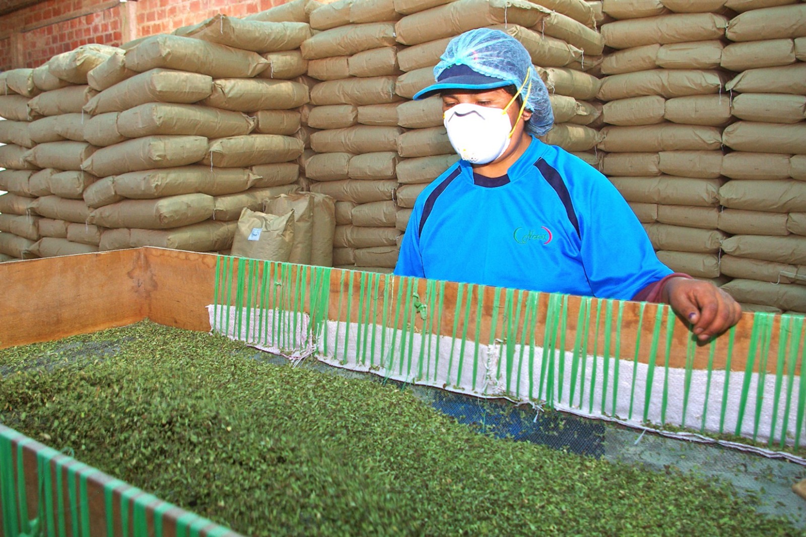 Midagri impulsa la diversificación de mercados para el orégano peruano con inteligencia comercial