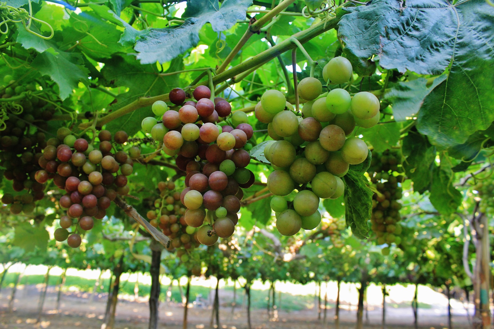 Agroexportaciones peruanas crecieron 3.3% en el primer semestre del 2026