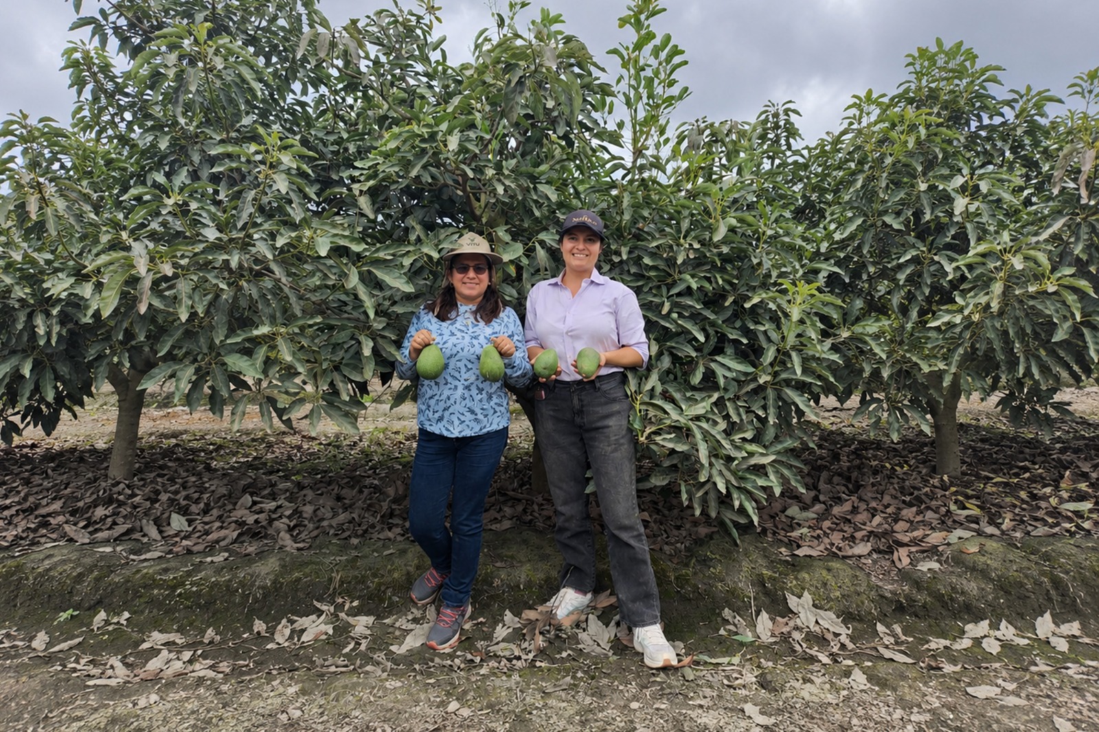 Ancash:  Productores  comercializan 54.66 toneladas de palta Hass a la agroindustria