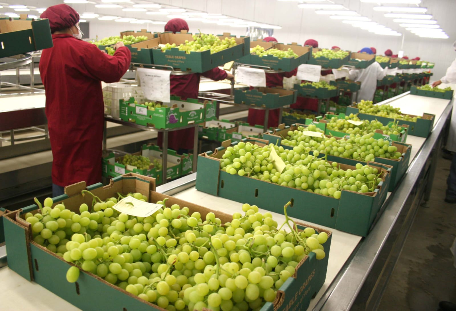 Exportaciones de uvas alcanzan casi US$ 800 millones en primer semestre y el Perú mantiene liderazgo