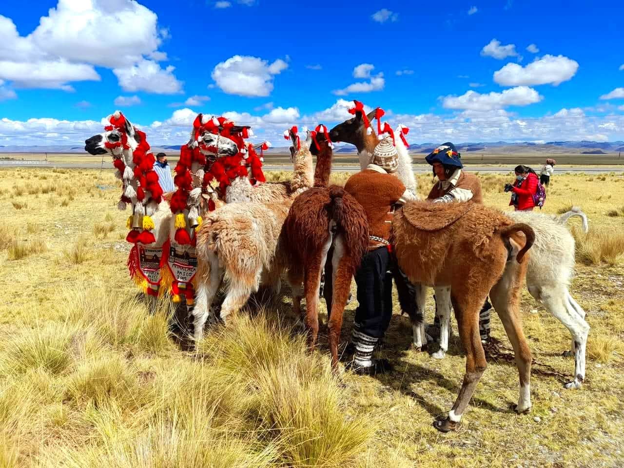 ARRIEROS DE HUAYCHAO VUELVEN A ABRIR LOS CAMINOS ENTRE LOS ANDES Y EL MAR