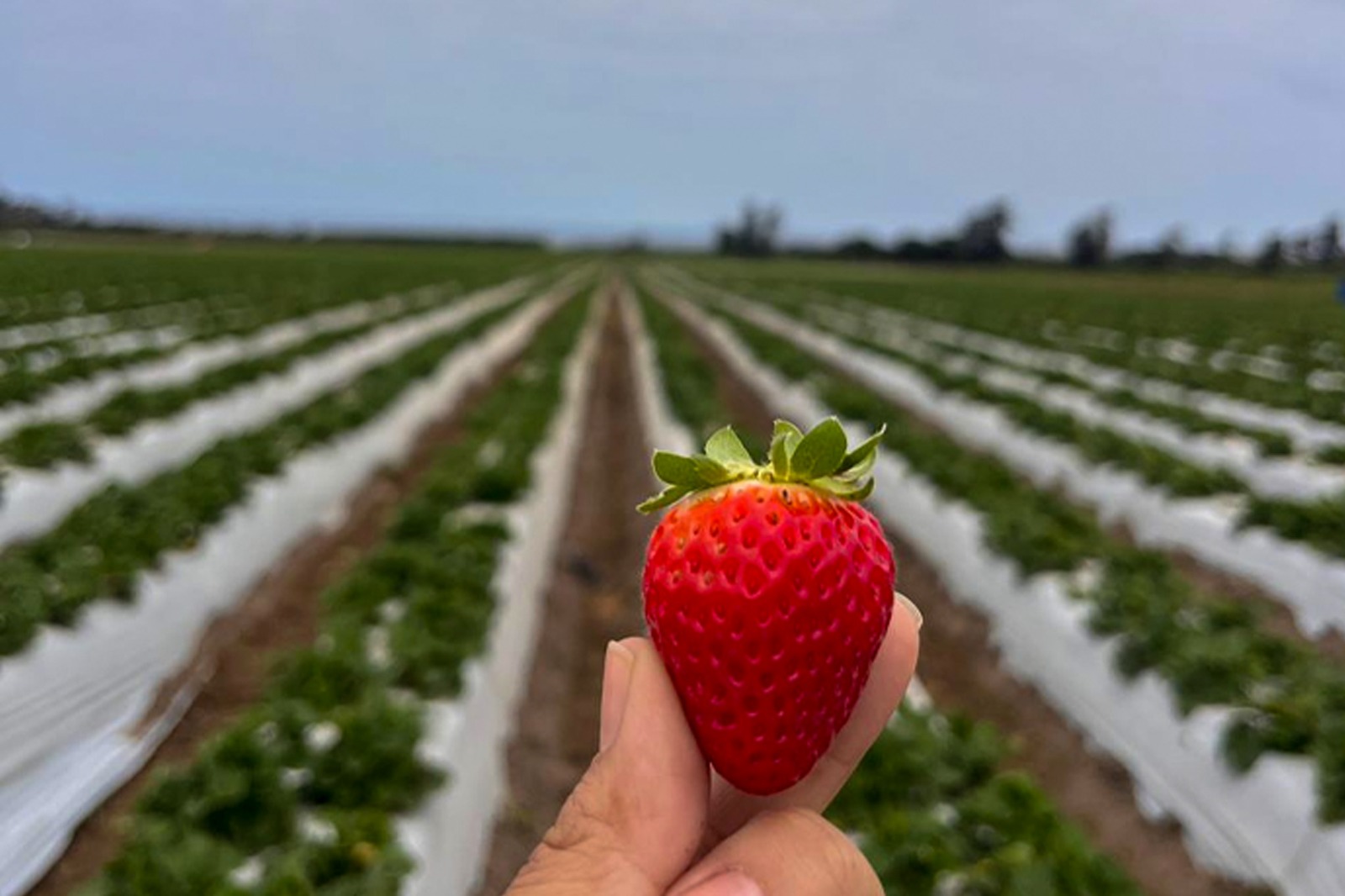 Rueda de conectará a productores de fresas y otros berries con agroindustrias y exportadoras en Huacho.