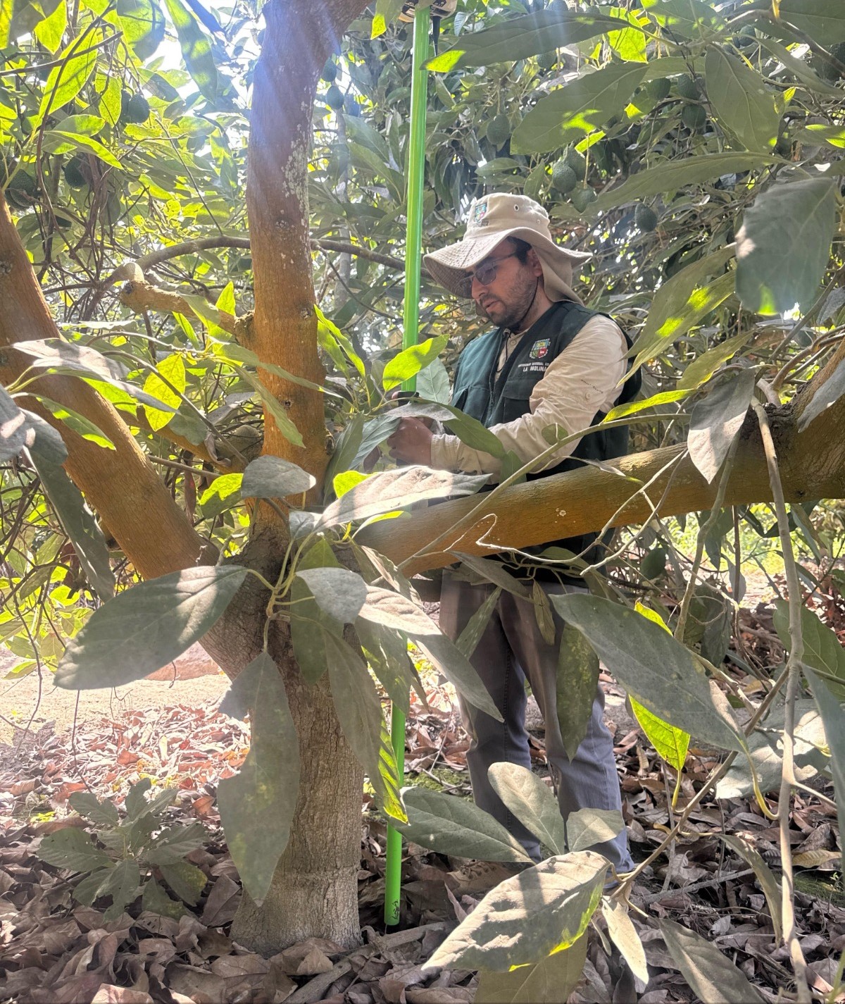UNALM: investigador integra drones, sensores de campo e IA para optimizar el uso de agua y fertilizantes en el cultivo de palto