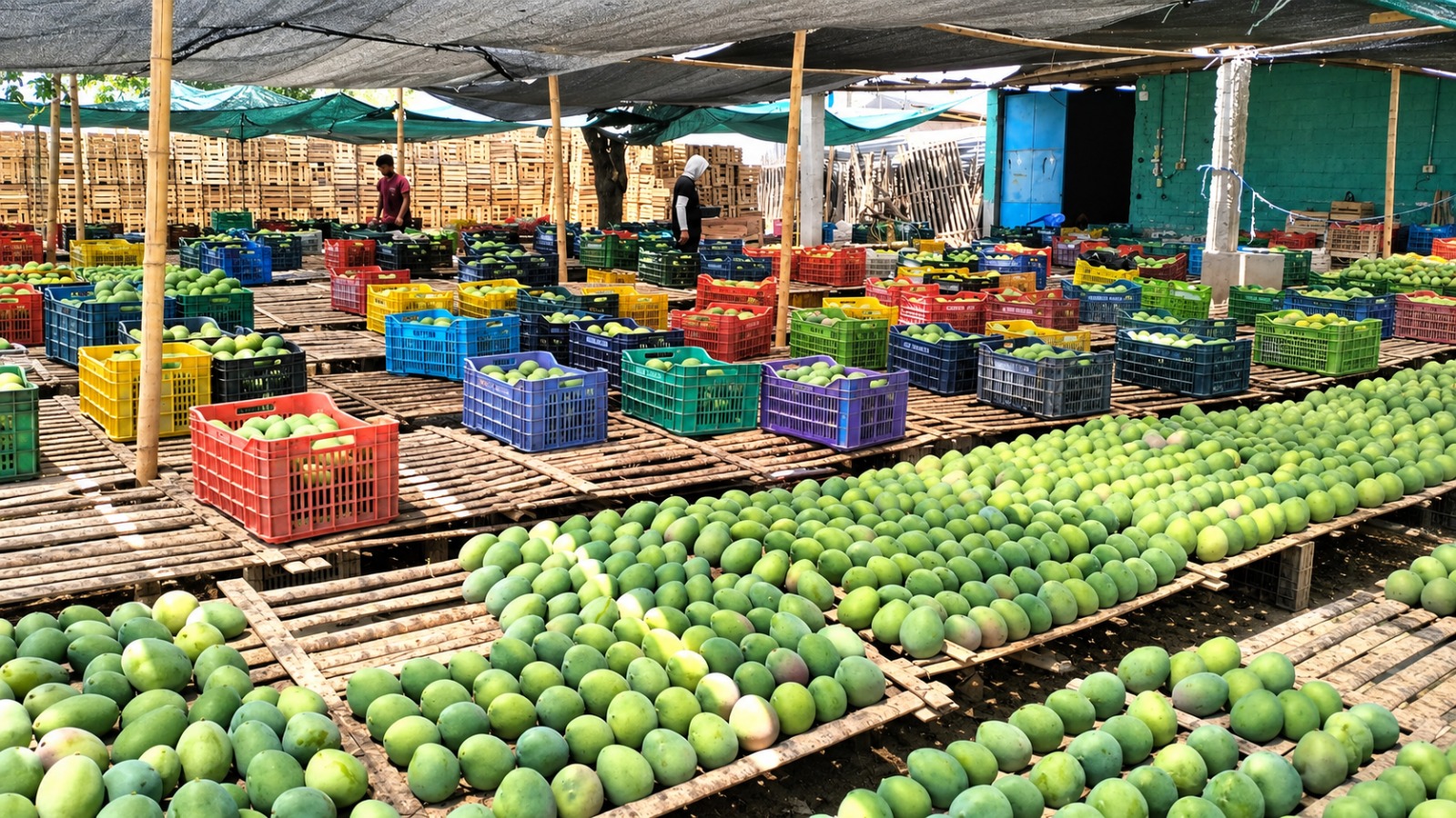 Productores  de Lambayeque cierran pedido por 1,000 toneladas de mango orgánico