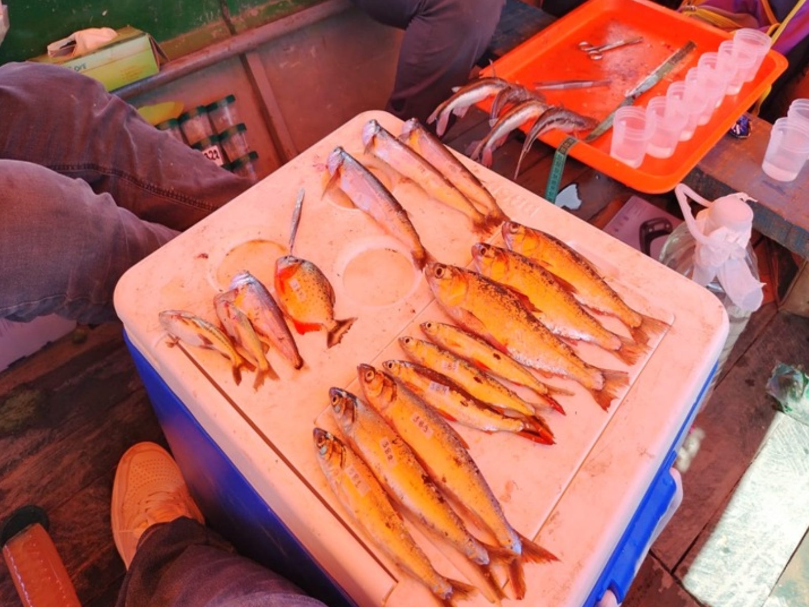 Cuatro de cada diez peces del río Ucayali tenían plástico en el estómago, según investigación