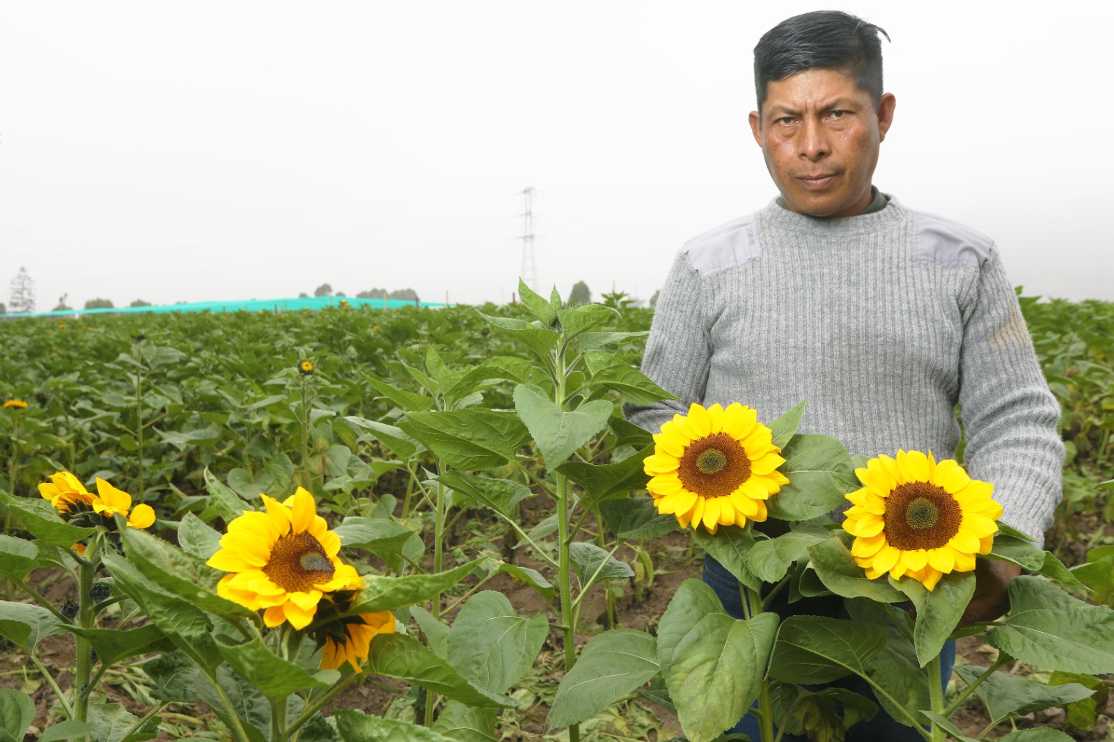 Flores amarillas impulsan el trabajo de miles de productores de la floricultura