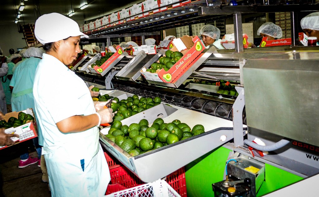 ADEX: Agroexportaciones peruanas experimentan desaceleración