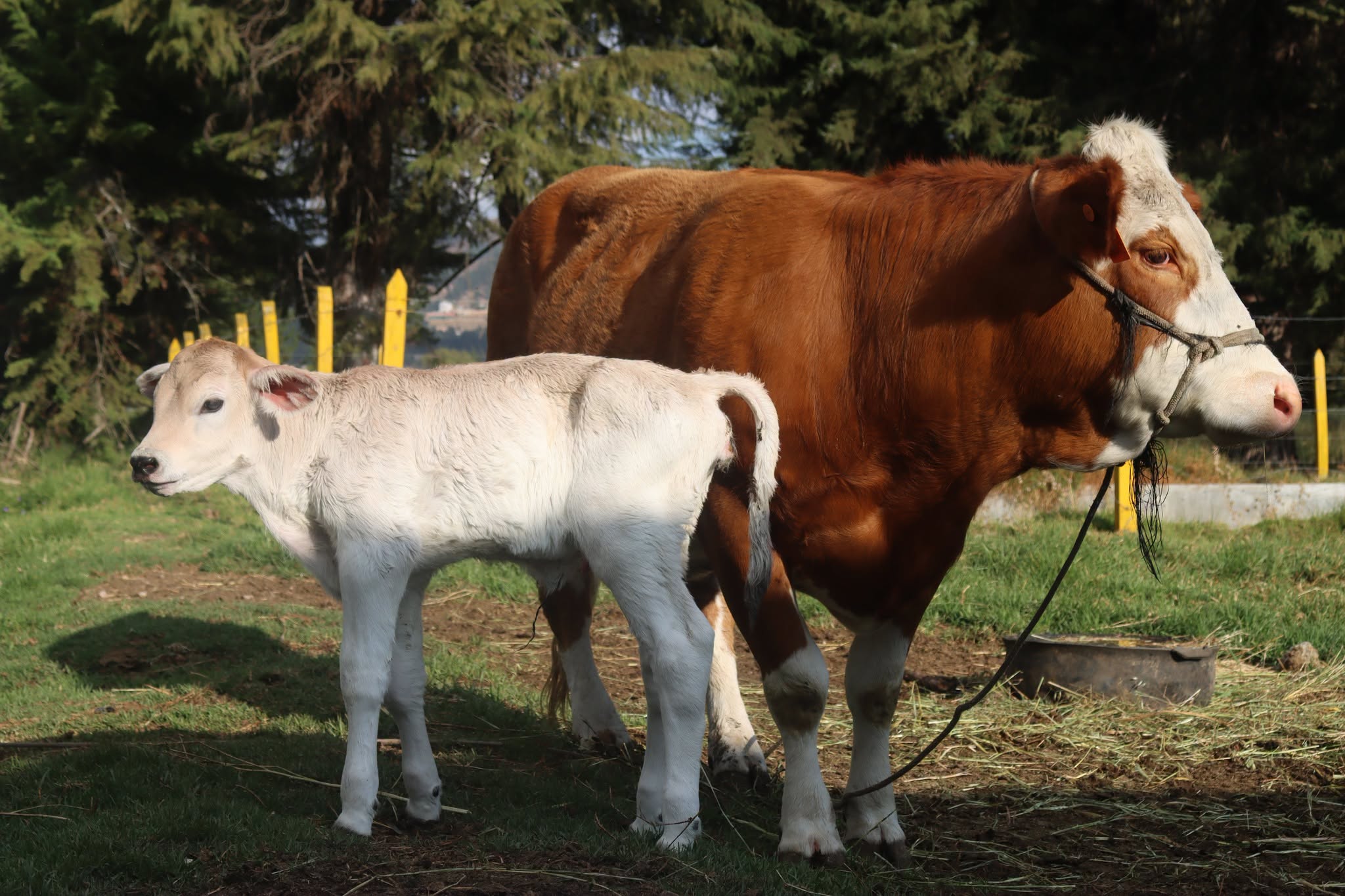 Cajamarca: Nace la primera ternera Brown Swiss por transferencia de embriones