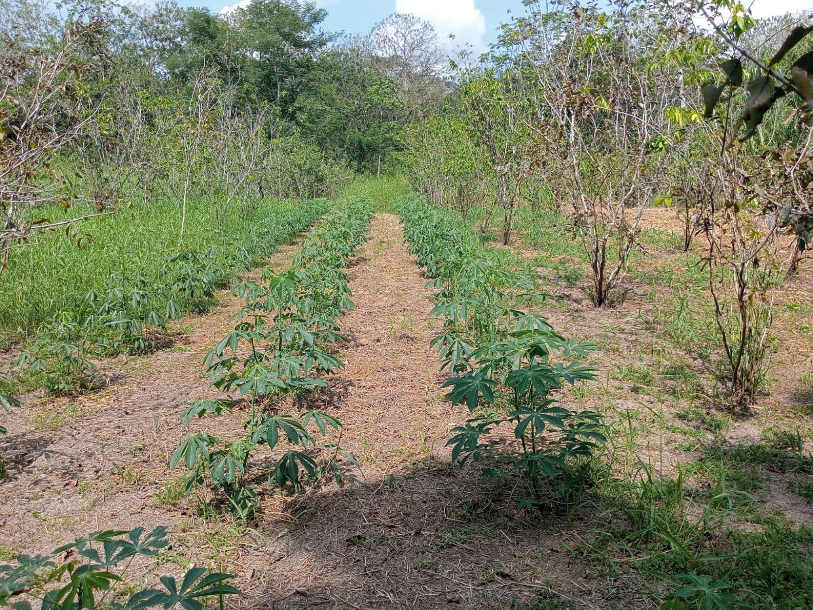 El IIAP advierte que la falta de agua ya provoca marchitez incluso en plantas adultas de camu camu.