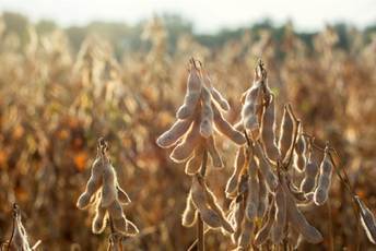El clima exige una planificación anticipada de los productores de soja para la campaña que comienza